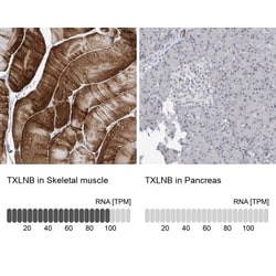 TXLNB Antibody, Novus Biologicals 0.1mL; Unlabeled:Antibodies, Polyclonal
